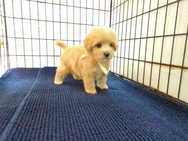 ミックス犬    (メス) №８