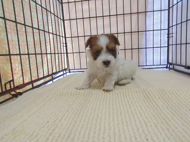 ミックス犬    (オス) №２５　予約受付中